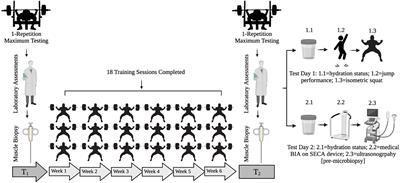 Skeletal Muscle Adaptations and Performance Outcomes Following a Step and Exponential Taper in Strength Athletes